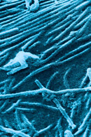 The viral factor The viral factor